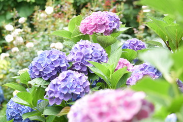 6月の紫陽花