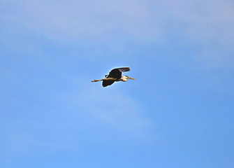 flying heron on a blue sky background