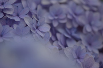 6月の紫陽花