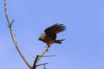 Eagle trying to keep balance while landing .. 
