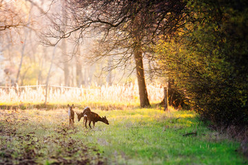 Three grazing roe deer in farmland in early spring in evening sunlight.
