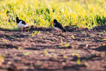 Two eurasian oystercatcher in farmland in evening sunlight.