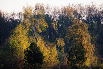 Birch tree in early spring in evening sunlight.