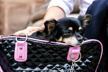 Little lovely dog in the black bag of traveller