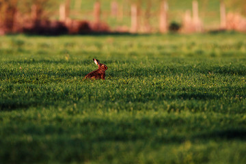 Hare in meadow in evening sunlight.