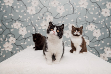 Beautiful British Shorthair kittens