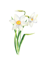 Naklejka na ściany i meble Watercolor narcissus flower. Hand drawn daffodil bouquet illustration isolated on white background. Floral design elements for greeting card, scrapbooking, wedding invitation, florist shop and package