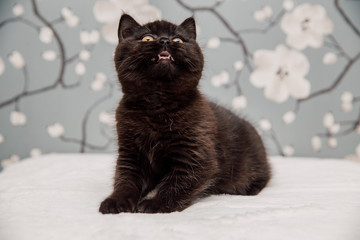 Beautiful British Shorthair kittens