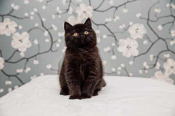 Beautiful British Shorthair kittens
