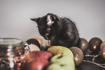 Cats and healthy colorful fruits