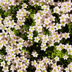 Obraz na płótnie Canvas Floral background. Small white flowers Saxifrage moss in the spring garden