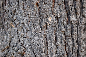 Babul Tree Bark Skin