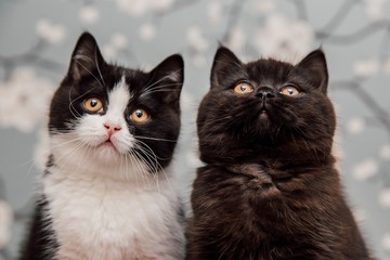 Fototapeta na wymiar Beautiful British Shorthair kittens
