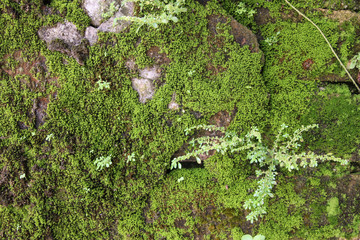 moss on pole