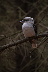 Kookaburra on a branch
