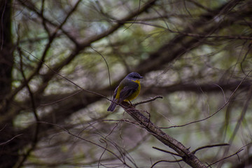 Yellow Breasted Robin