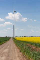 a dirt road leading to several wind turbine generators, next to a field of flowering canola, the concept