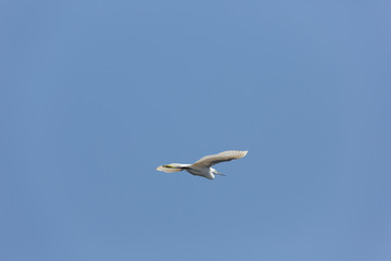 Little egret passing by in flight near Aswan