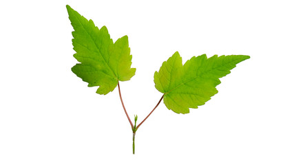Green leaf isolated on white background