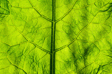 Naklejka na ściany i meble Abstract background green leaf closeup. Image for project and design. Green Texture Leaf. Nature Background.
