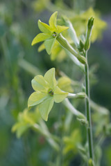 Fototapeta premium Nicotiana alata flowers grow in the garden