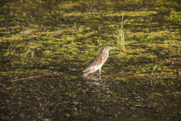 Squacco heron hunting for a prey in the Nile close to Aswan