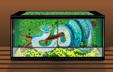 Vector illustration with blue viper in transparent glass horizontal terrarium
