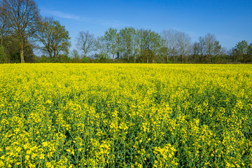 Obraz premium Ein gelb blühendes Rapsfeld mit blauem Himmel