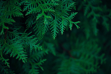 Green background with branches of thuja