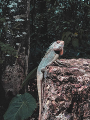 lizard on a monsoon morning