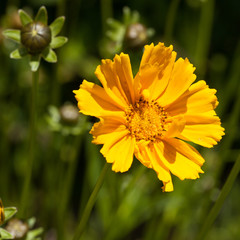 Fleur jaune de coréopsis