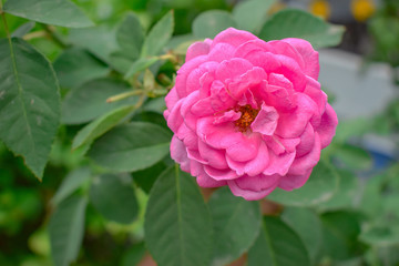 Pink-Rose