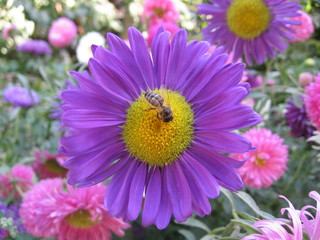 Bee at work