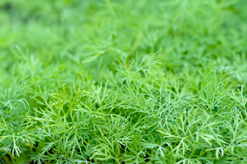 Green dill grows in the garden outdoors, photo with a shallow depth of field