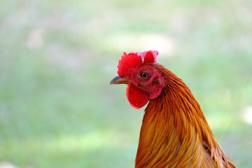 Close up a beautiful rooster standing in the farm on green nature background 