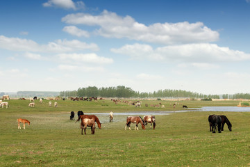 Fototapeta na wymiar horses on the pasture countryside landscape