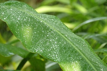 In selective focus many droplets on green banana leaf with sun light for background backdrop 