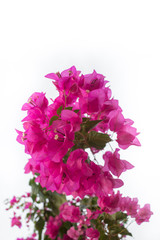 Pink bougainvillea flowers isolated