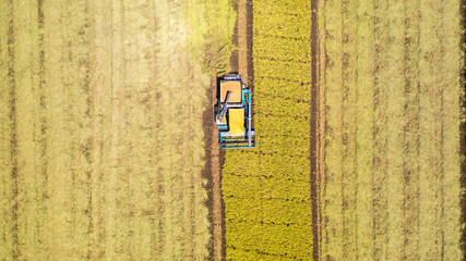 Aerial top view of Harvester machine working in rice field from above