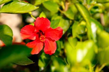 Red hibiscus flower on a green background. In the tropical garden.