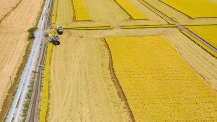 Aerial top view of Harvester machine working in rice field from above