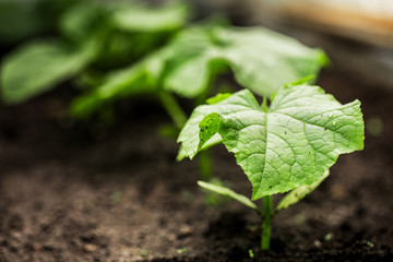 A young sprout of a new cucumber plant on the soil. plant growing.