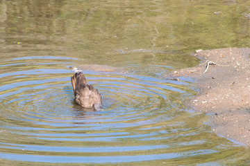A Hamerkop bird bathing in a water hole in the iMfolozi Game Reserve, South Africa.