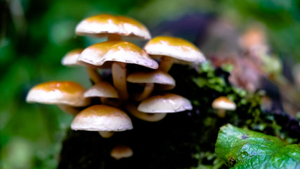 Cluster