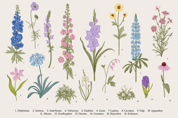 Garden flowers. Set. Vintage vector botanical illustration. - obrazy, fototapety, plakaty