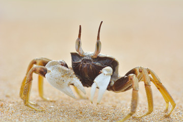 close up Ghost Crab on the Sand beach