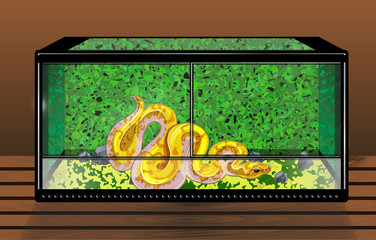 Vector image with yellow banana phyton inside the transparent glass horisontal terrarium on the table, exotic pet at hom image