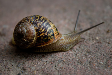 Snail