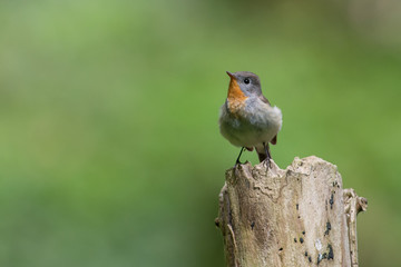 Red breasted flycatcher on a branch in the forest