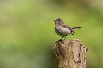 Red breasted flycatcher on a branch in the forest